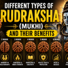 Different Types of Rudraksha (Mukhi) and Their Benefits