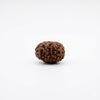 10 Face Rudraksha Bead