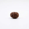 10 Face Rudraksha Bead