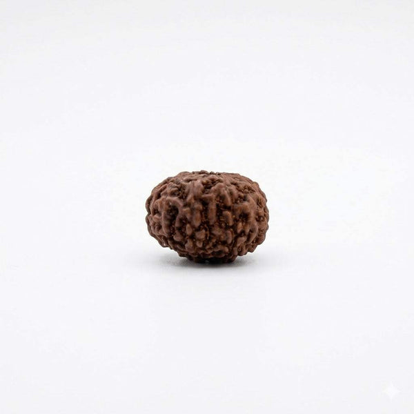 10 Face Rudraksha Bead