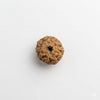 10 Mukhi Rudraksha Original