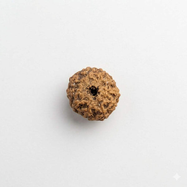 10 Mukhi Rudraksha Original