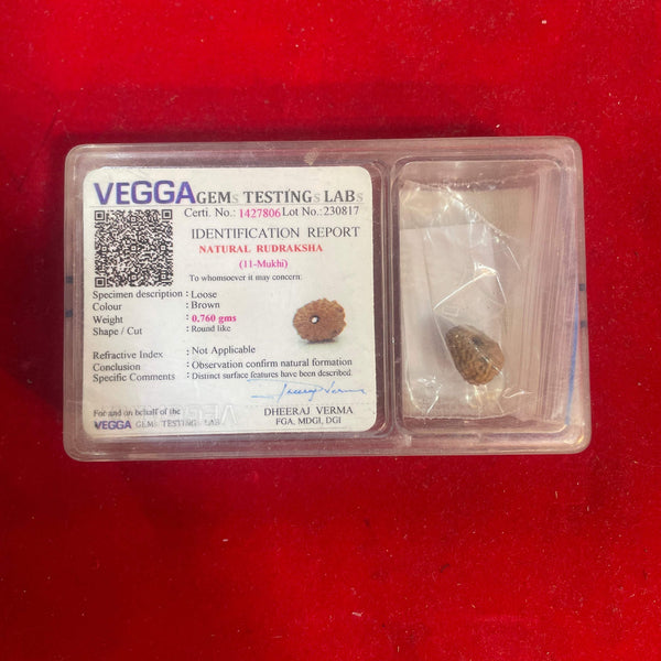 Rudraksha bead in clear case with VEGGA identification report card