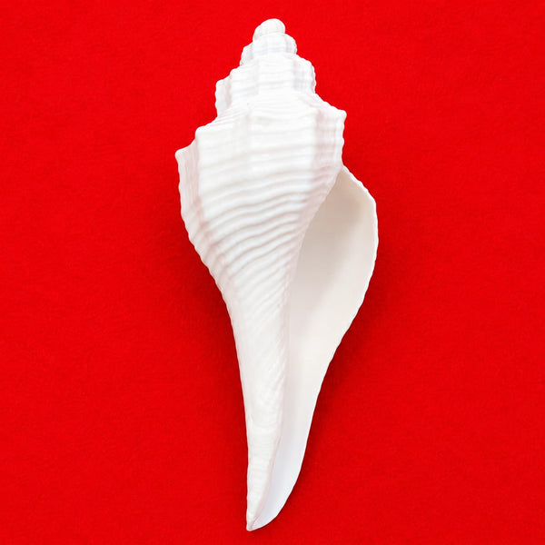 Original Dakshinavarti Shankh (3–4 Inch) | Sacred Right-Hand Conch Shell for Pooja, Lakshmi Worship, Vastu & Spiritual Prosperity