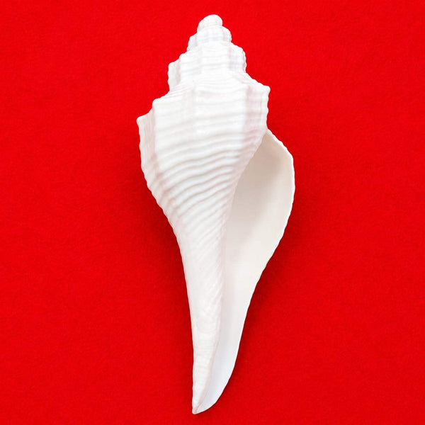 White ridged conch shell with pointed tip, upright devotional conch