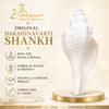 Original Dakshinavarti Shankh (3–4 Inch) | Sacred Right-Hand Conch Shell for Pooja, Lakshmi Worship, Vastu & Spiritual Prosperity