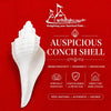 Original Dakshinavarti Shankh (3–4 Inch) | Sacred Right-Hand Conch Shell for Pooja, Lakshmi Worship, Vastu & Spiritual Prosperity