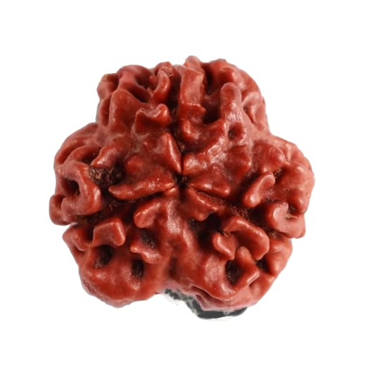Achleshwar 3 Mukhi Rudraksha – Energized Natural Three Face Rudraksha Bead for Confidence, Stress Relief & Spiritual Growth