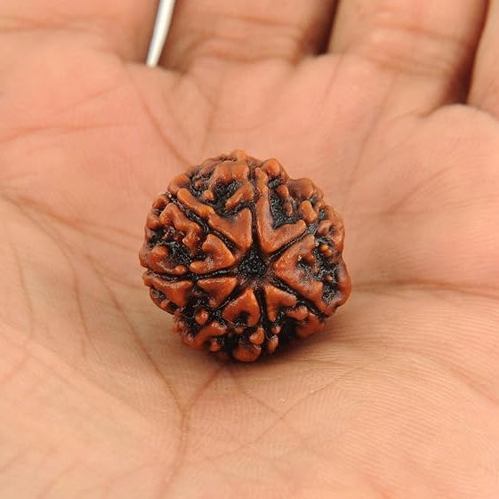 certified seven faced rudraksha