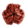 3 Mukhi Rudraksha – Energized Natural Three Face Rudraksha Bead for Confidence, Stress Relief & Spiritual Growth - Achleshwar
