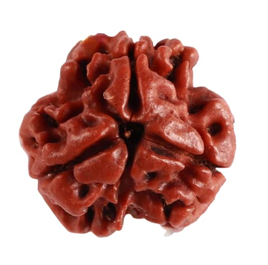 Achleshwar 3 Mukhi Rudraksha – Energized Natural Three Face Rudraksha Bead for Confidence, Stress Relief & Spiritual Growth