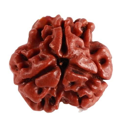 3 Mukhi Rudraksha – Energized Natural Three Face Rudraksha Bead for Confidence, Stress Relief & Spiritual Growth - Achleshwar