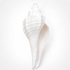 Original Dakshinavarti Shankh (3–4 Inch) | Sacred Right-Hand Conch Shell for Pooja, Lakshmi Worship, Vastu & Spiritual Prosperity