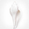 White ridged conch shell with pointed tip and spiral ridges, devotional object