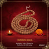 Brown 5 Mukhi 12mm Rudraksha Mala/Rosary Lab Certified 108+1 Beads by- - Achleshwar