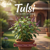 Tulsi plant in a pot with purple flower spikes