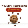 7 Mukhi Rudraksha – Natural Seven Faced Rudraksha with Certificate