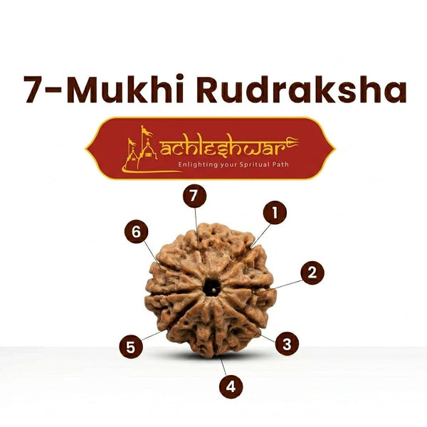 7 Mukhi Rudraksha – Natural Seven Faced Rudraksha with Certificate