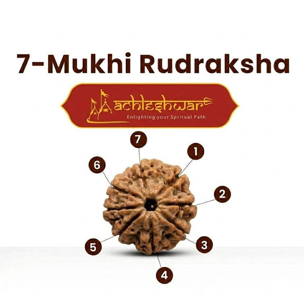 Seven Mukhi Rudraksha diagram with numbered feature callouts