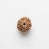 7 Mukhi Rudraksha Original