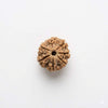 Natural seven-face rudraksha bead, round drilled brown seed with central face