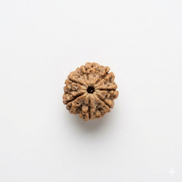 7 Mukhi Rudraksha Original