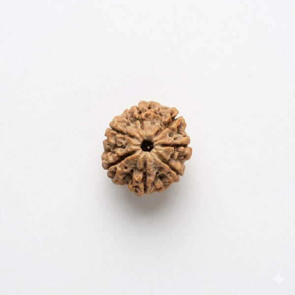 Natural seven-face rudraksha bead, round drilled brown seed with central face