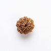 Brown rudraksha bead with radial grooves and pointed segments, front view