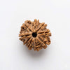 Brown nine mukhi rudraksha bead with radial ridges and central opening