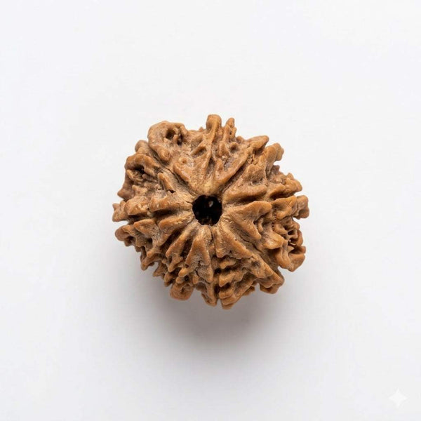 Brown nine mukhi rudraksha bead with radial ridges and central opening