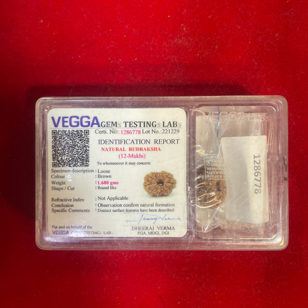 Certified 12 Mukhi Rudraksha