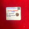 Certified 7 Mukhi Rudraksha