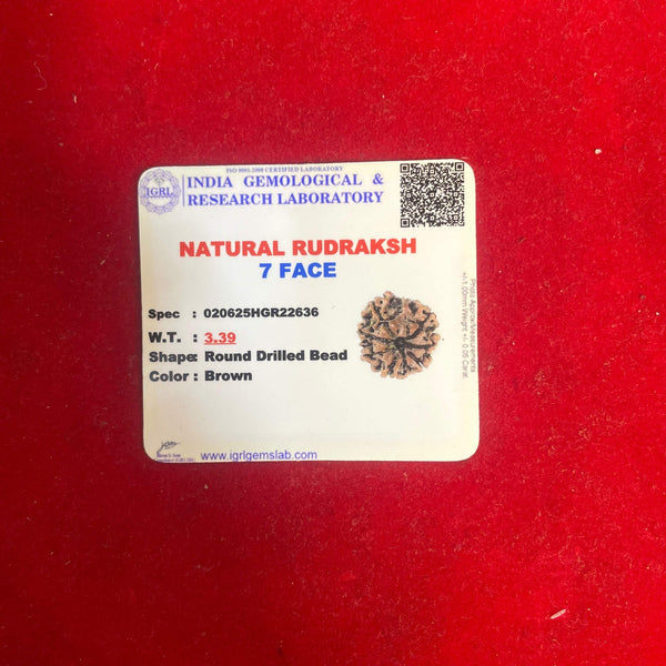 Natural seven-face rudraksha bead in label packaging, round drilled brown seed