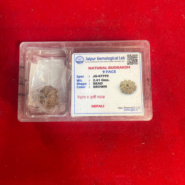 Certified 9 Mukhi Rudraksha