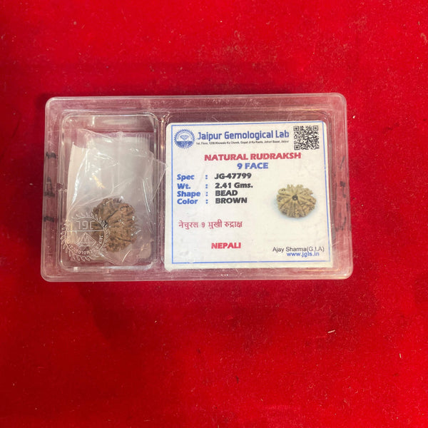 Natural nine mukhi rudraksha bead in clear box with certification label