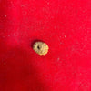 Natural rudraksha bead, dark brown, ridged surface