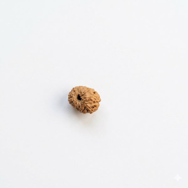 Eleven Mukhi Rudraksha