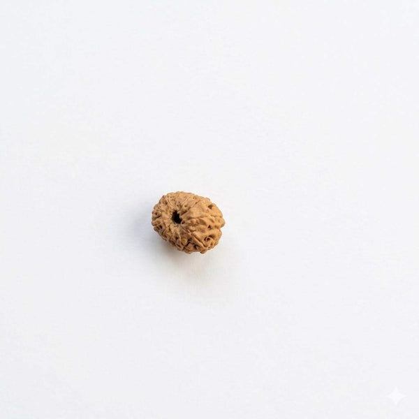 Natural rudraksha bead, medium brown, ridged texture