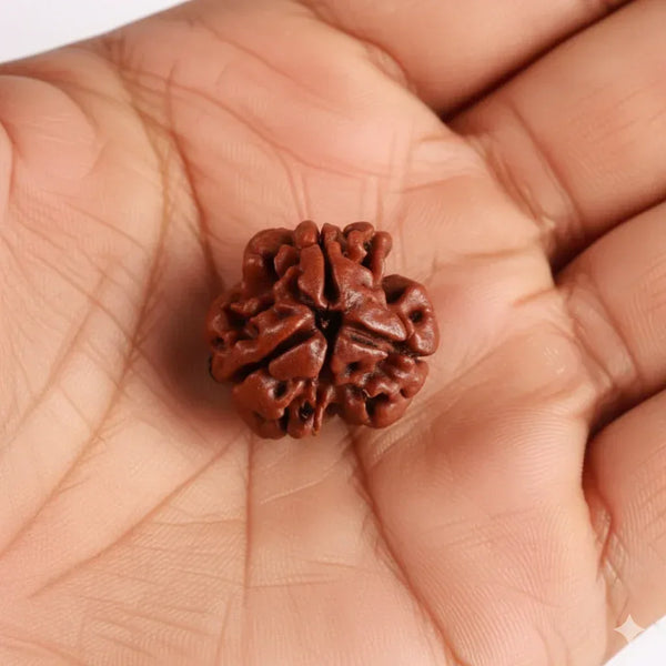 3 Mukhi Rudraksha – Energized Natural Three Face Rudraksha Bead for Confidence, Stress Relief & Spiritual Growth - Achleshwar
