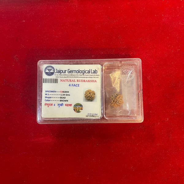 natural 4 mukhi rudraksha bead