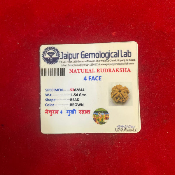 certified four faced rudraksha
