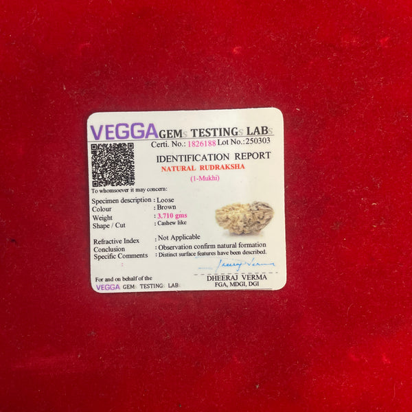 1 Mukhi Rudraksha (Kaju / Half Moon) – Lab Certified Ek Mukhi Chandrakaar Rudraksha