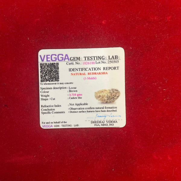 1 Mukhi Rudraksha (Kaju / Half Moon) – Lab Certified Ek Mukhi Chandrakaar Rudraksha