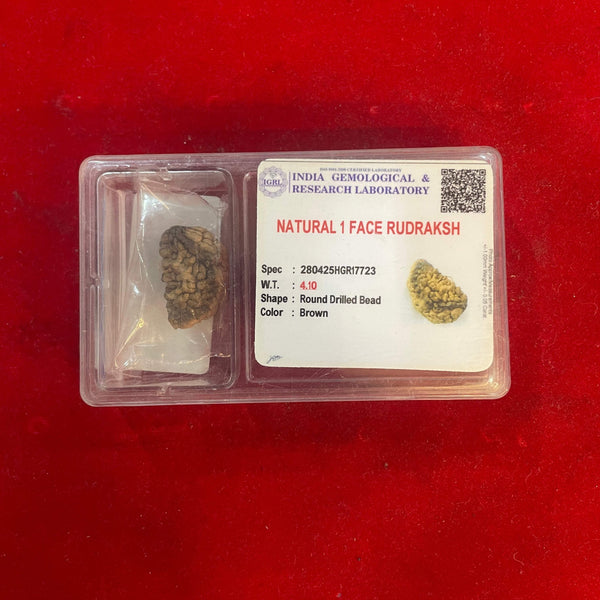 Natural 1-face rudraksha bead in sealed box with lab label card