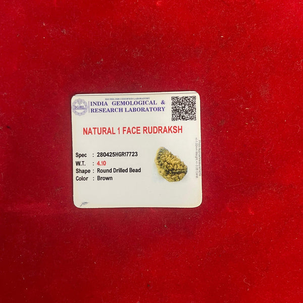 Brown 1-face rudraksha bead beside lab information card