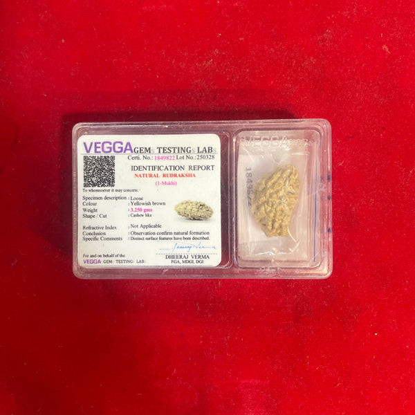 1 Mukhi Natural Rudraksha – Ek Mukhi Original Rudraksha Bead