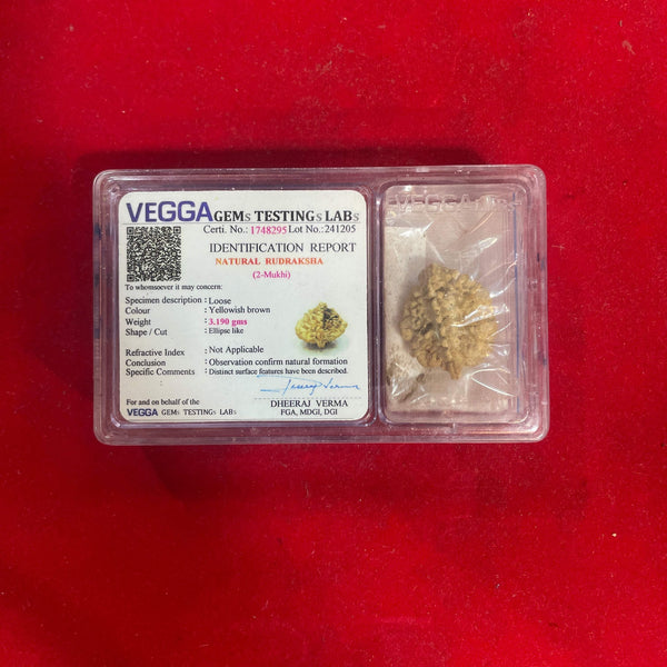 Rudraksha bead in clear box with VEGGAGems identification label