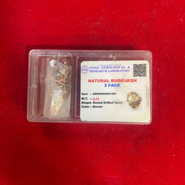 three faced rudraksha brown
