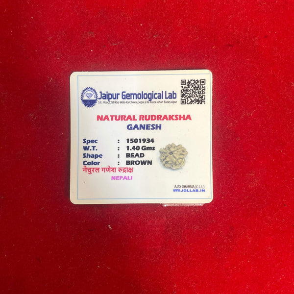 Ganesh Mukhi rudraksha bead with lab certificate card, dark brown bead in view