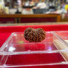 13 Mukhi Natural Rudraksha – 100% Original Certified Terah Mukhi Rudraksha Bead